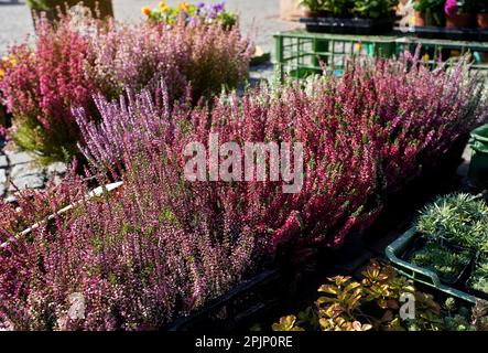 Auf dem Straßenmarkt werden kleine rötliche erica-Dekorationsblumen ausgestellt, die Sonne scheint Stockfoto