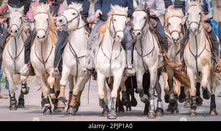 Bandido und Abrivado in einer Dorfstraße im Süden Frankreichs. Camargue-Bulle läuft frei in einer Straße. Stierkampf-Tradition. Stockfoto