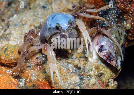 Hellblaue Seespinne (Mictyris longicarpus) aus Hook Island, Queensland, Australien. Stockfoto