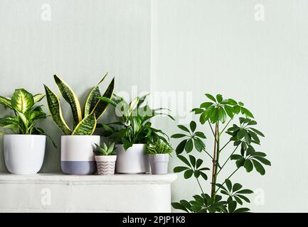 Zimmerpflanzen variieren im Raum mit hellgrünen Wänden, Innengarten Konzept Stockfoto