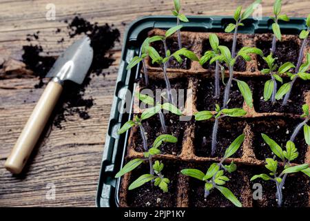 Tomatensprossen in biologisch abbaubaren Torftöpfen und Gartenwerkzeugen auf der Holzoberfläche, Heimgärtnern und Verbindung zum Naturkonzept Stockfoto