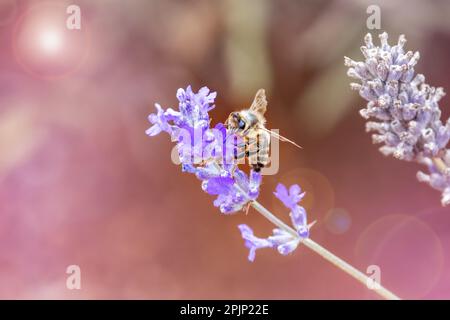 Eine Honigbiene, apis mellifera, sammelt Pollen und Nektar von einer Lavendelblume. Weicher Hintergrund mit Sonnenschein und Platz für Text. Stockfoto