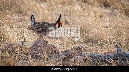 Ein vom Aussterben bedrohter männlicher Lesser Prairie-Chicken auf einem blühenden Frühlingsgelände im Süden von New Mexico. Stockfoto