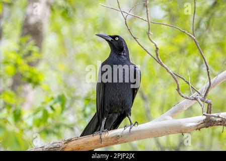 Dieser laute und wunderschöne Großschwanz-Grackle posierte schön am Rande eines Frühlingswaldes in New Mexico. Stockfoto
