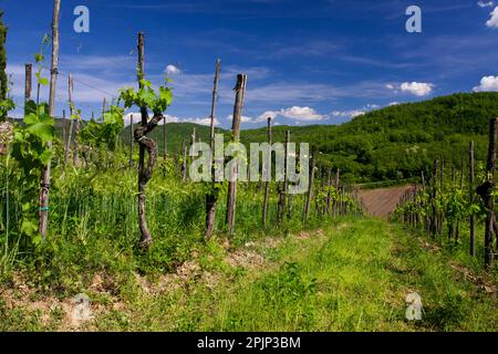 Sangioves Weinberge in Radda in Chianti Stockfoto