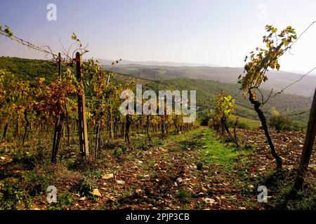 Sie sehen die Weinberge von Sangiovese in Radda in Chianti Stockfoto