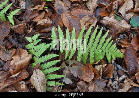 Farn (Dryopteris filix-Mas) wächst in der Wildnis im Wald Stockfoto