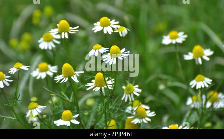 Kamillenblüten auf der Wiese inmitten von Wildgräsern Stockfoto