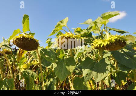 Im Spätsommer reift die Sonnenblume auf dem Bauernhof Stockfoto