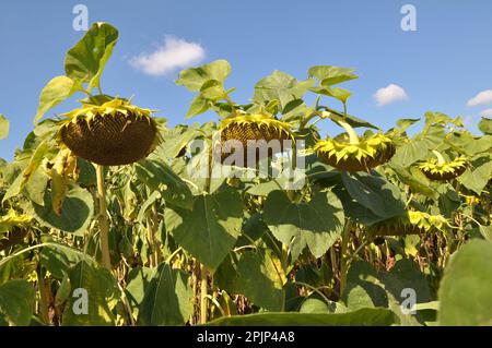 Im Spätsommer reift die Sonnenblume auf dem Bauernhof Stockfoto