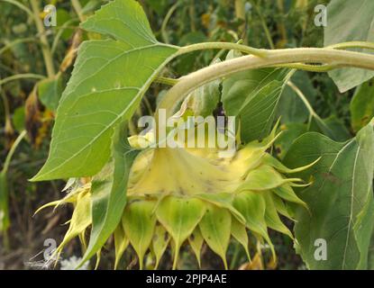 Im Spätsommer reift die Sonnenblume auf dem Bauernhof Stockfoto