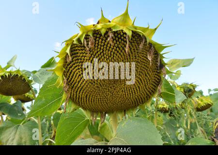 Im Spätsommer reift die Sonnenblume auf dem Bauernhof Stockfoto