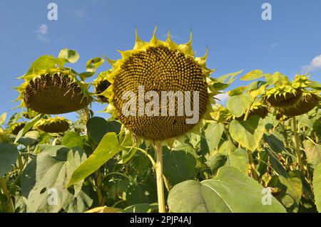 Im Spätsommer reift die Sonnenblume auf dem Bauernhof Stockfoto