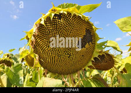 Im Spätsommer reift die Sonnenblume auf dem Bauernhof Stockfoto