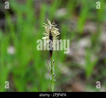 In der Wildnis des Waldes wächst ein haariger Sedge (Carex pilosa) Stockfoto