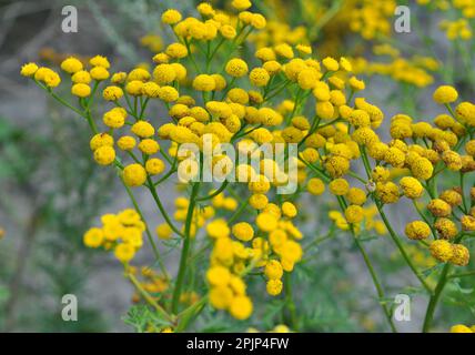 Tansy gewöhnliche (Tanacetum vulgare) blühen auf der Wiese in freier Wildbahn Stockfoto