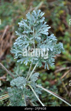 In freier Wildbahn wächst ein bitterer Wurmholz-Busch (Artemisia absinthium) Stockfoto