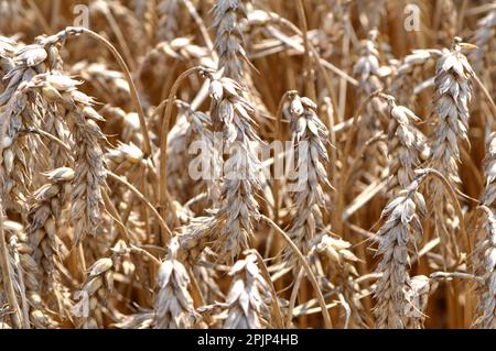 Weizenohren reiften auf einem Feld Stockfoto