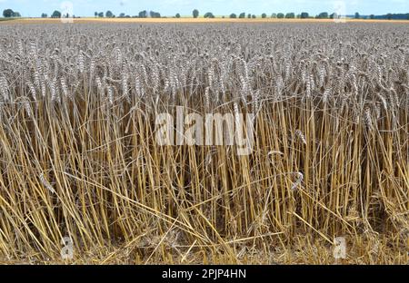 Weizenohren reiften auf einem Feld Stockfoto