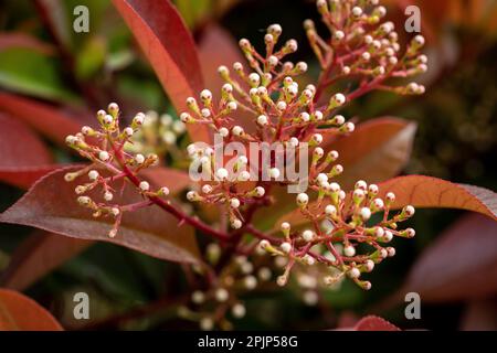 Photinia Red Robin Blütenknospen - lateinischer Name - Photinia Red Robin. Blühende, wunderschöne Photinienblume. Stockfoto