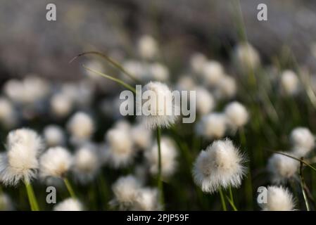 Weißes Baumwollgras isoliert - wuchs irgendwo in den Bergen Norwegens auf. Stockfoto