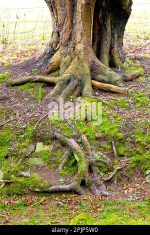 Ein großer, reifer Pferdekastanie- oder Konkerbaum (aesculus hippocastaneum), der an einem Ufer wächst, dessen Wurzeln durch den flachen Oberboden freigelegt sind. Stockfoto