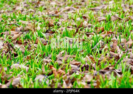 Nahaufnahme der frischen grünen Triebe von Waldpflanzen, die im Frühjahr unter der Abdeckung des Laubstreuers zu entstehen beginnen. Stockfoto