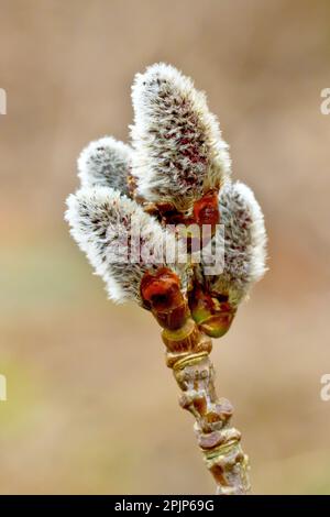 Graue Poplar (Populus canescens), Nahaufnahme mit einem Haufen männlicher Katzenvögel, die am Ende eines Zweigs aus ihren Knospen hervortreten. Stockfoto