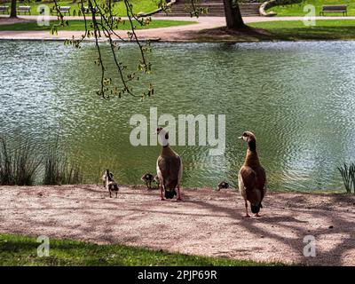 Nilgänse mit kleinen Gänsen spazieren im zentralen Park von Straßburg. Reine Natur. Frankreich. Stockfoto