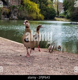 Nilgänse mit kleinen Gänsen spazieren im zentralen Park von Straßburg. Reine Natur. Frankreich. Stockfoto