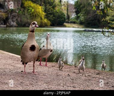 Nilgänse mit kleinen Gänsen spazieren im zentralen Park von Straßburg. Reine Natur. Frankreich. Stockfoto