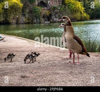 Nilgänse mit kleinen Gänsen spazieren im zentralen Park von Straßburg. Reine Natur. Frankreich. Stockfoto