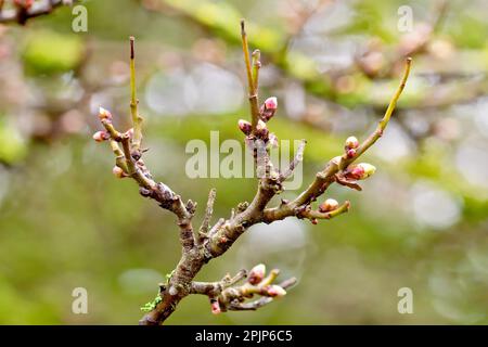 Weißdorn, Weißdorn oder Maibaum (crataegus monogyna), Nahaufnahme eines Zweigs des Strauchs, der die im Frühjahr entstehenden neuen Blattknospen zeigt. Stockfoto