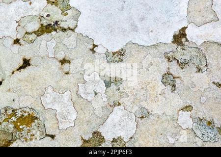 Nahaufnahme mit mehreren ausgeprägten Wucherungen einer krustosen weißen Flechte, die sich überlappt und überwuchert, eine oder mehrere der vielen Lecanora-Arten. Stockfoto