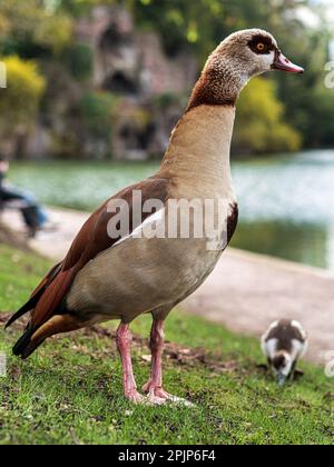 Nilgänse mit kleinen Gänsen spazieren im zentralen Park von Straßburg. Reine Natur. Frankreich. Stockfoto