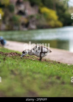 Nilgänse mit kleinen Gänsen spazieren im zentralen Park von Straßburg. Reine Natur. Frankreich. Stockfoto
