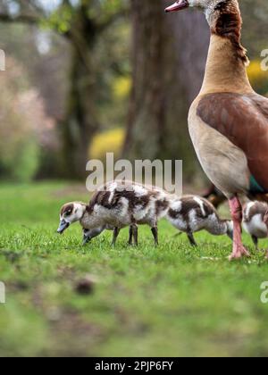 Nilgänse mit kleinen Gänsen spazieren im zentralen Park von Straßburg. Reine Natur. Frankreich. Stockfoto