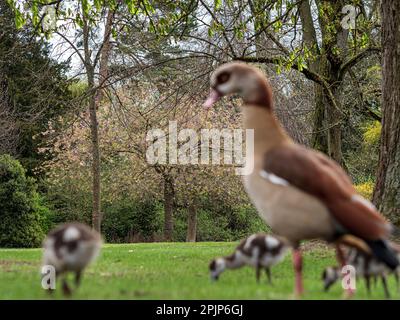 Nilgänse mit kleinen Gänsen spazieren im zentralen Park von Straßburg. Reine Natur. Frankreich. Stockfoto
