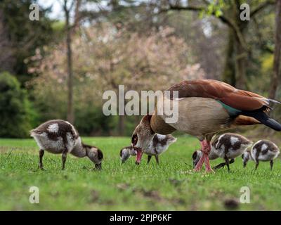 Nilgänse mit kleinen Gänsen spazieren im zentralen Park von Straßburg. Reine Natur. Frankreich. Stockfoto