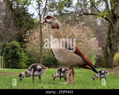 Nilgänse mit kleinen Gänsen spazieren im zentralen Park von Straßburg. Reine Natur. Frankreich. Stockfoto
