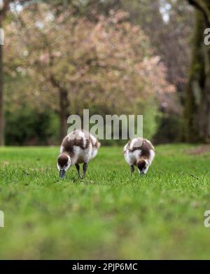 Nilgänse mit kleinen Gänsen spazieren im zentralen Park von Straßburg. Reine Natur. Frankreich. Stockfoto