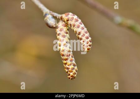 Silberbirke (betula pendula), Nahaufnahme eines ungeöffneten männlichen Knospens von Katzenblumen, die am Ende eines Zweigs hängen. Stockfoto