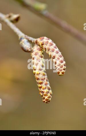 Silberbirke (betula pendula), Nahaufnahme eines ungeöffneten männlichen Knospens von Katzenblumen, die am Ende eines Zweigs hängen. Stockfoto