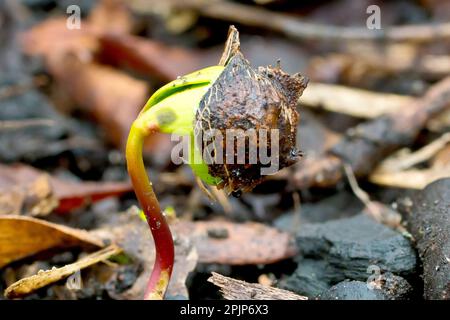 Sycamore (acer pseudoplatanus), Nahaufnahme eines Setzlings, der durch den Detritus aufwächst, der im Frühling auf dem Waldboden verstreut ist. Stockfoto