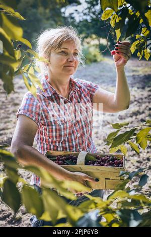 Frau pflückt Kirschen im Obstgarten. Gärtner, der im Garten arbeitet. Bauer hält Korb mit reifen Früchten Stockfoto