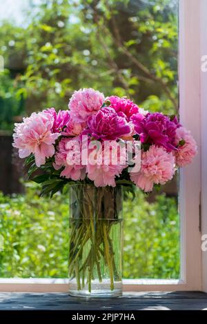 Wunderschöner Strauß von pinkfarbenen Pfingstrosen in einer Glasvase auf dem Fensterbrett zu Hause, Ukraine. Bunte Pfingstrosen vor dem Fenster, Nahaufnahme Stockfoto