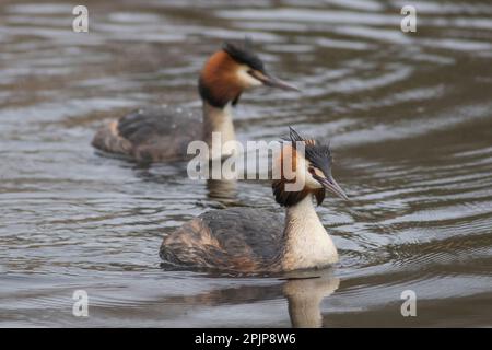 Great Crested Grebes im RSPB Lakenheath fen, 5. April 2023 Stockfoto