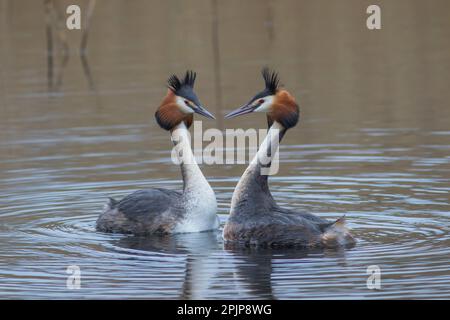 Great Crested Grebes im RSPB Lakenheath fen, 5. April 2023 Stockfoto