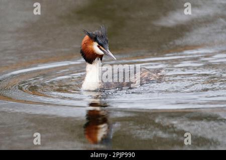 A Great Crested Grebe auf der RSPB Lakenheath am 5. April 2023 auf der Suche nach seinem Partner Stockfoto