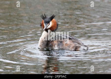 A Great Crested Grebe auf der RSPB Lakenheath am 5. April 2023 auf der Suche nach seinem Partner Stockfoto